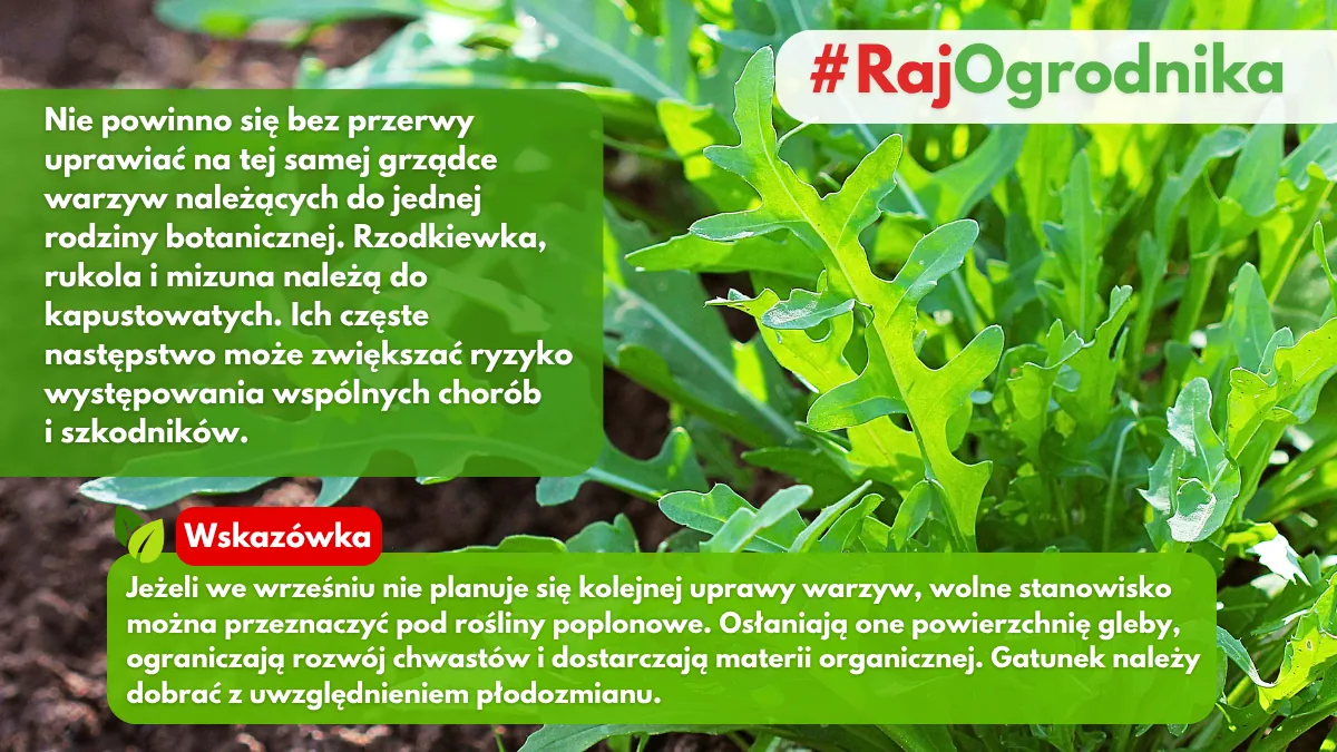 Rola płodozmianu w uprawach wrześniowych o czym warto pamiętać blog sklpe rajogrodnika